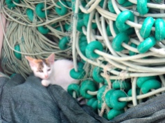 A Parga, un de milliers de chatons qui ont élu domicile sur le quai